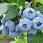 Nádherné plody ze zámořské zahrady – seznamte se s borůvkami